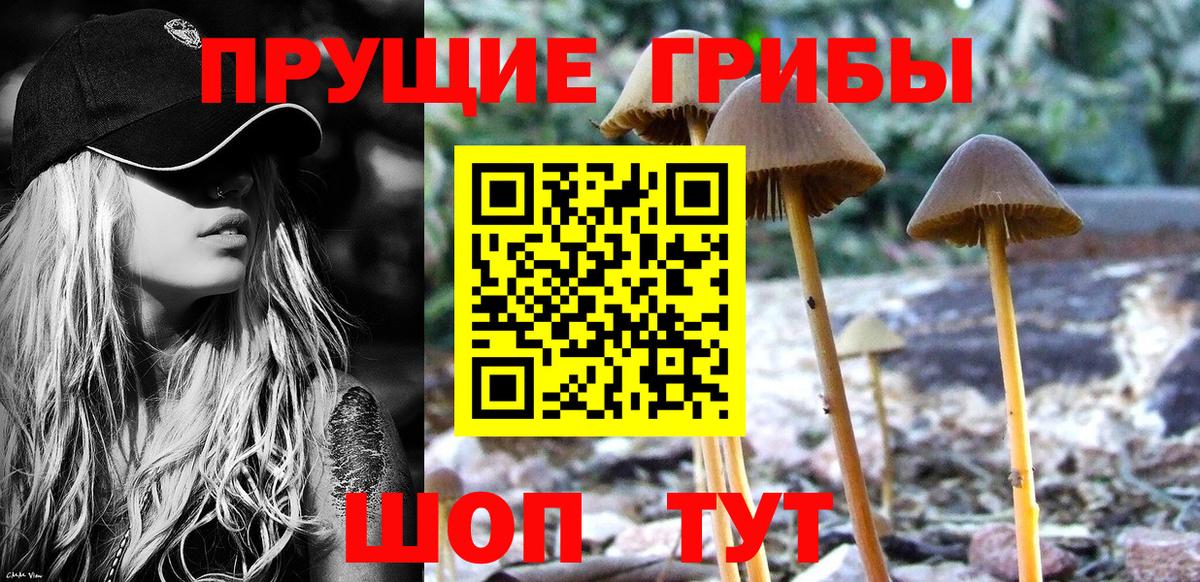 Псилоцибиновые грибы Cubensis Мурино